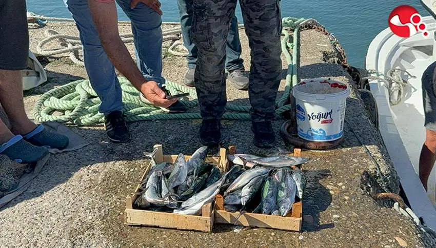 Sezonun ilk gününde 50 ton palamutla döndüler