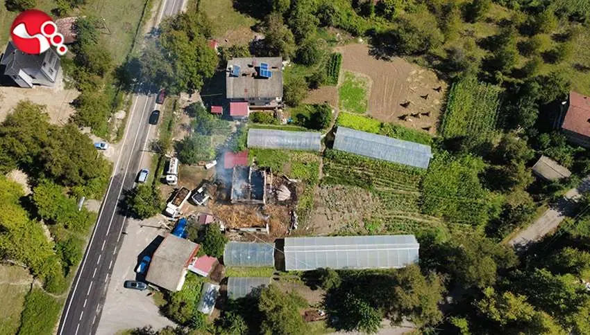 9 büyükbaş telef oldu
