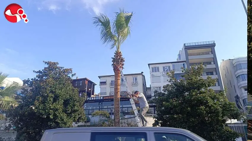 Palmiyeler bakıma alındı....