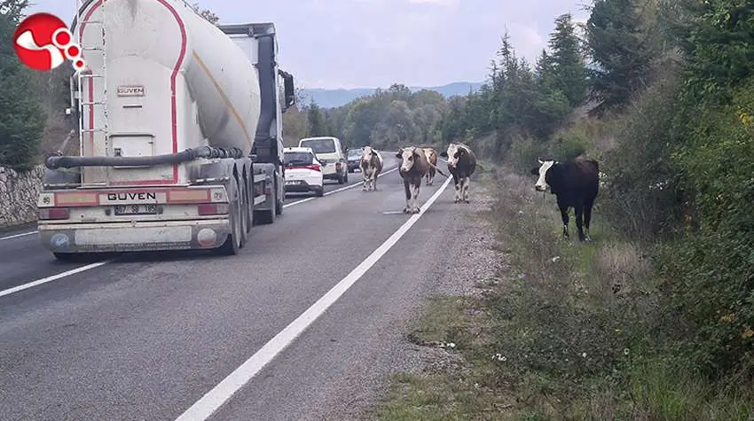 TEHLİKE SAÇIYORLAR