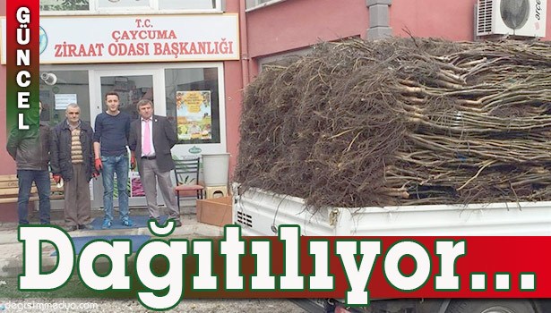 ÇAYCUMA ZİRAAT ODASI MEYVE FİDANI DAĞITIMINA BAŞLADI