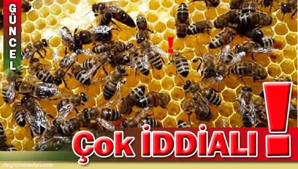 ALAPLI -GÜMELİ ORGANİK BALDA İDDİALI