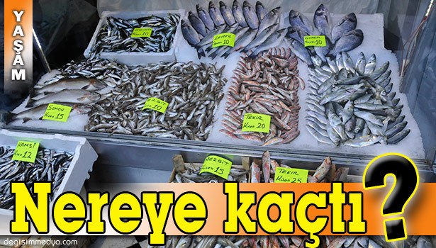 HAMSİNİN KULAĞINA KAR SUYU KAÇTI AMA HAMSİ YOK