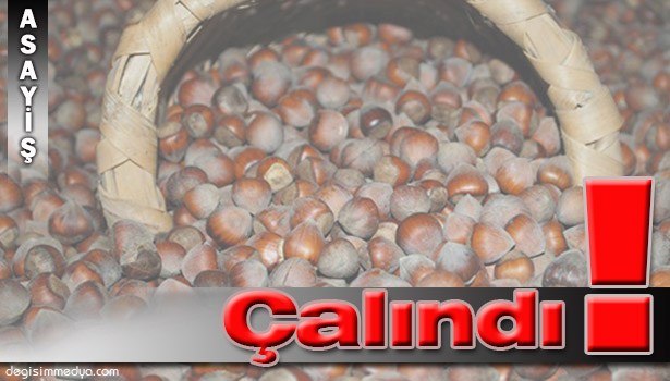 FABRİKADAN 1.5 TON FINDIK ÇALINDI