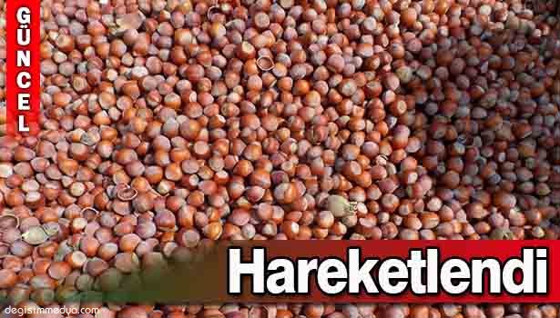 FINDIK FİYATLARI YENİDEN HAREKETLENDİ