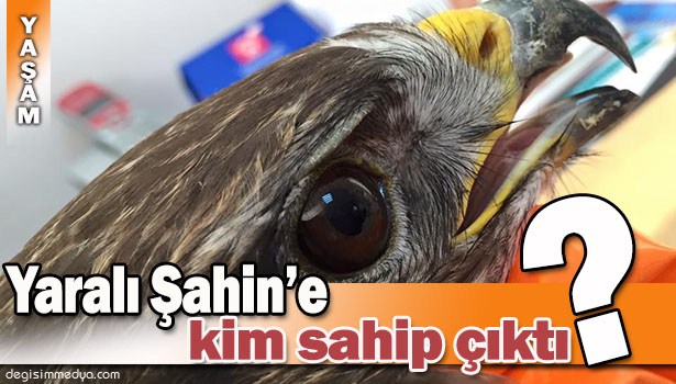 SABAH YÜRÜYÜŞÜ YAPARKEN YARALI ŞAHİN BULDU