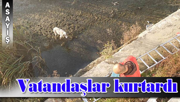 ALAPLI'DA ÇAYA DÜŞEN KÖPEĞİ VATANDAŞLAR KURTARDI