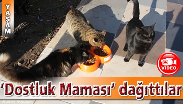 SOKAK HAYVANLARINA 'MAMA' DAĞITTILAR