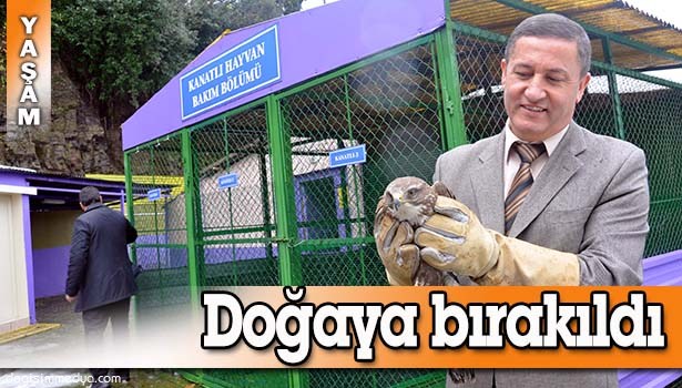 YARALI DOĞAN İYİLEŞTİRİLDİKTEN SONRA DOĞAYA SALINDI