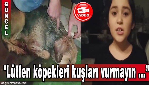 "LÜTFEN KÖPEKLERİ KUŞLARI VURMAYIN, ONLAR DOSTLARIMIZDIR"