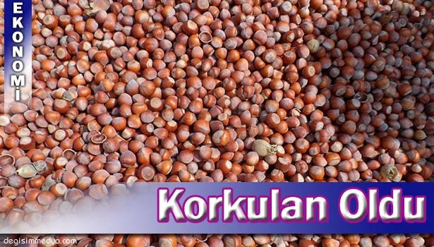 FINDIK'DA KORKULAN OLDU