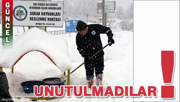 EREĞLİ BELEDİYESİ SOKAK HAYVANLARINI UNUTMADI