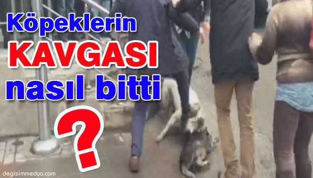KÖPEKLERİN KAVGASINI TEKME ATARAK, KÖPEĞİN YÜZÜNE BASARAK AYIRDILAR