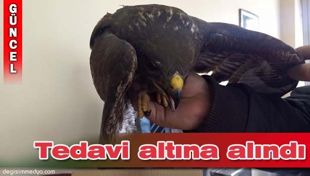 YARALI ATMACA TEDAVİ ALTINA ALINDI