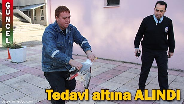 YARALI MARTI TEDAVİ ALTINA ALINDI