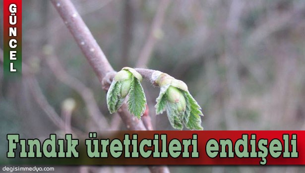 YALANCI BAHAR FINDIK ÜRETİCİLERİNİ ENDİŞELENDİRİYOR