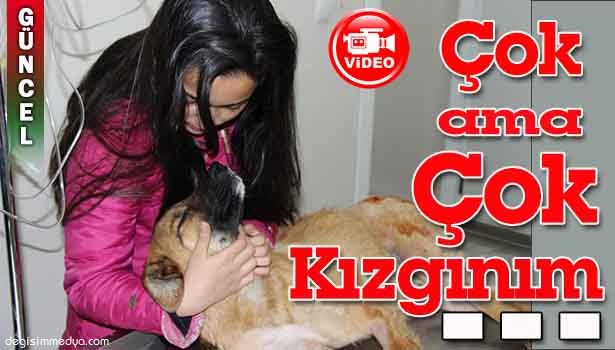 KÖPEĞİNİ KURTARANA TEŞEKKÜR ETTİ, ÇARPIP KAÇAN SÜRÜCÜYE İSE KIZDI