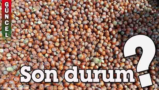 FINDIK FİYATLARI YÜKSELİŞE GEÇTİ