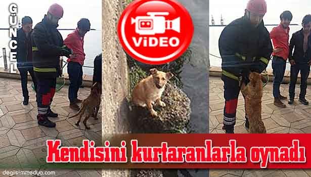 DENİZDEN KURTARILAN KÖPEK İTFAİYECİLERLE OYNAMAK İSTEDİ