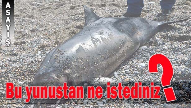 KAFASI OLMAYAN YUNUS BALIĞI KARAYA VURDU