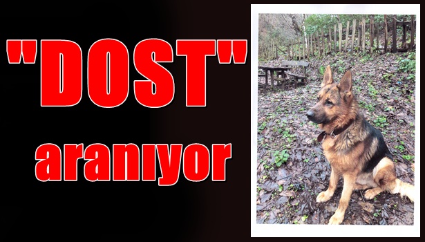 "Dost"unu arıyor