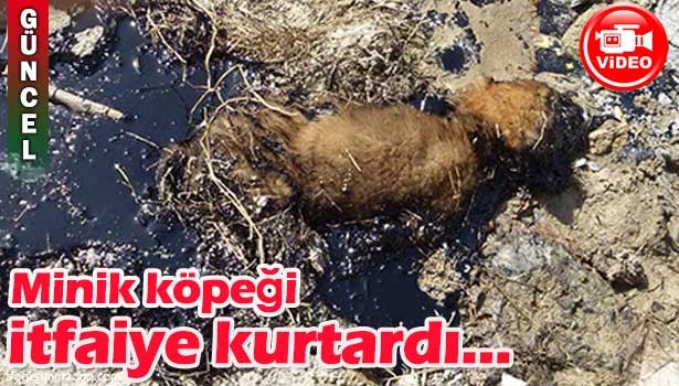 MİNİK KÖPEĞİ İTFAİYE KURTARDI...