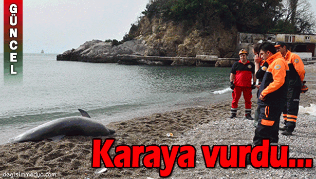 ÖLÜ YUNUS BALIĞI KARAYA VURDU...