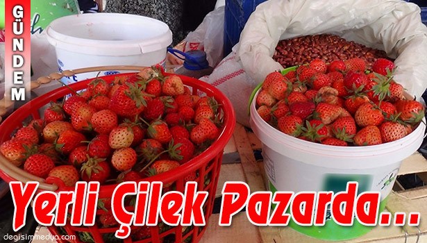 YERLİ ÇİLEK PAZARA İNDİ...