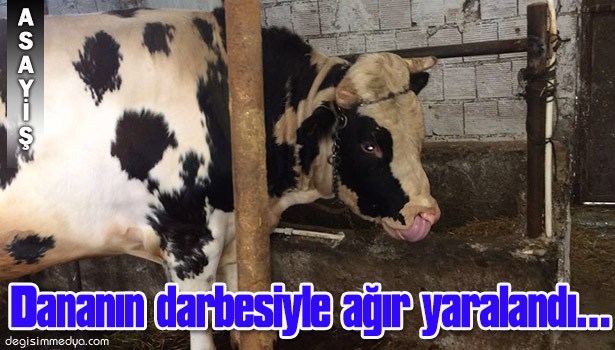 DANA, SAHİBİNİ YARALADI