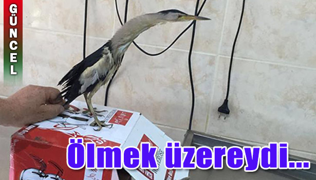 ÖLMEK ÜZEREYKEN TEMİZLİK İŞÇİLERİ BULDU!