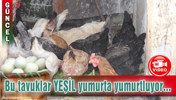 Bu tavuklar YEŞİL yumurta yumurtluyor...