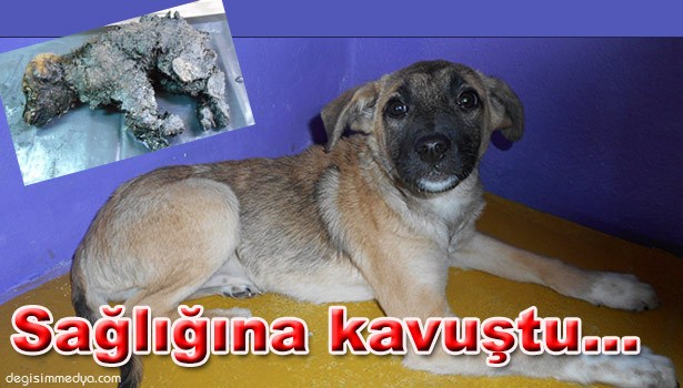 SAĞLIĞINA KAVUŞTU, SAHİPLENDİRİLMEYİ BEKLİYOR...