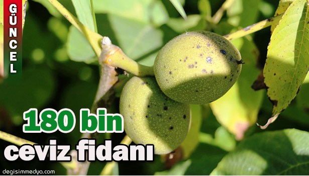180 BİN ADET CEVİZ FİDANI ÜRETİLECEK