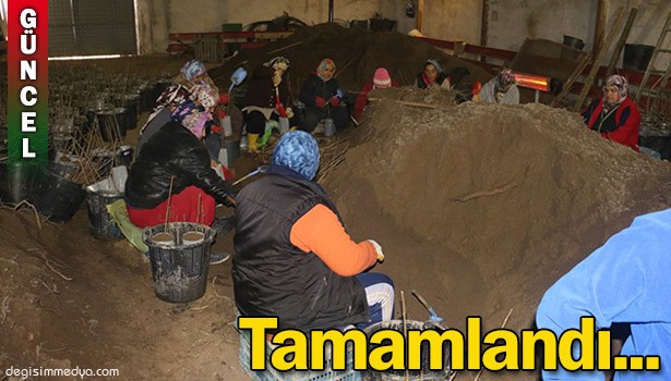 TÜPLÜ FINDIK ÜRETİMİNİ BAŞARI İLE TAMAMLADI