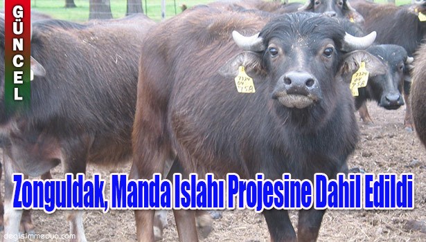 ZONGULDAK, MANDA ISLAHI PROJESİNE DAHİL EDİLDİ