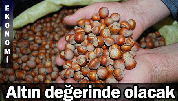 FINDIK ALTIN DEĞERİNDE OLACAK!