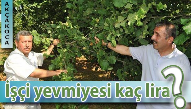 FINDIK İŞÇİ YEVMİYESİ BELİRLENDİ