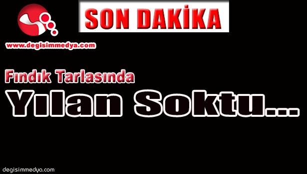 FINDIK TARLASINDA YILAN SOKTU...