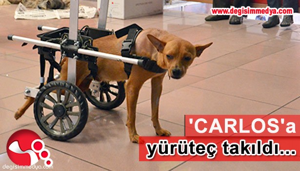 FELÇ KALAN 'CARLOS'A YÜRÜTEÇ TAKILDI...