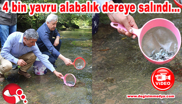 4 BİN YAVRU ALABALIK DEREYE SALINDI...