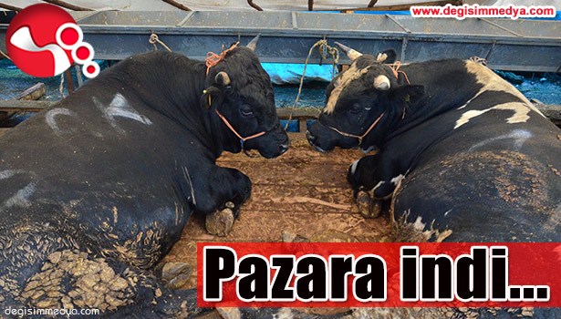 KURBANLIKLAR PAZARA İNDİ...