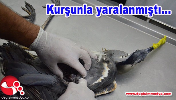 KURŞUNLA YARALANAN KUŞA SERUM TAKILDI