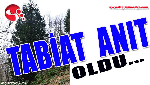 EN YAŞLI PORSUK AĞACININ BULUNDUĞU ALAN TABİAT ANITI İLAN EDİLDİ