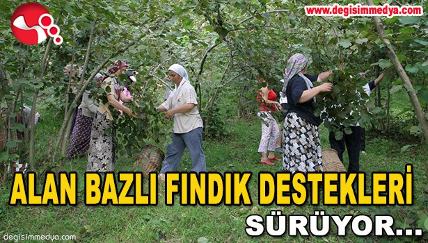 ALAN BAZLI FINDIK DESTEKLERİ SÜRÜYOR...