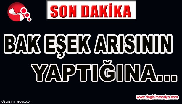 BAK ŞU EŞEK ARISININ YAPTIĞINA...