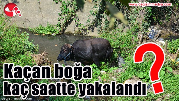 KAÇAN BOĞA KAÇ SAATTE YAKALANDI?