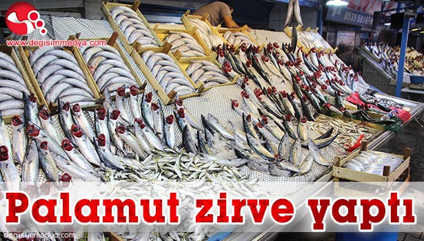 15 SENENİN EN BOL PALAMUT DÖNEMİ YAŞANIYOR