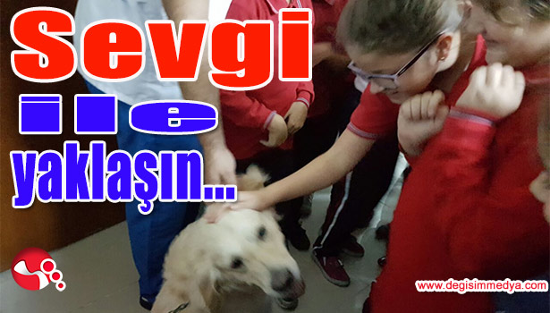 SOKAK HAYVANLARINA SEVGİ İLE YAKLAŞIN...