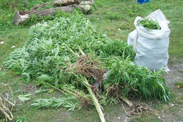 2.5 metre boyunda 140 kök hint keneviri yakalandı...