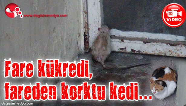 FARE KÜKREDİ, FAREDEN KORKTU KEDİ...